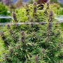Cannabis seeds Frisian Dew® from Dutch Passion